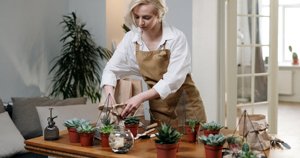Are Humidifiers Good for Air Plants?
