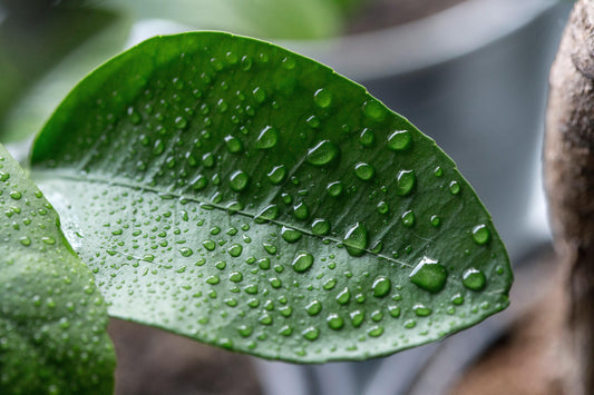 Plant Leaf with Water Drops on Surface