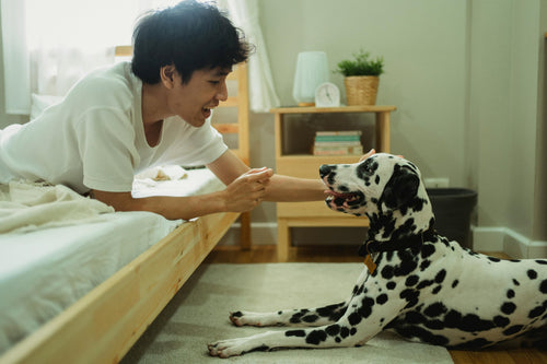 Man petting black and white spotted dog in bedroom