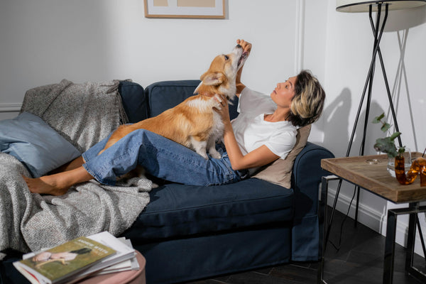 Woman playing with dog on living room sofa