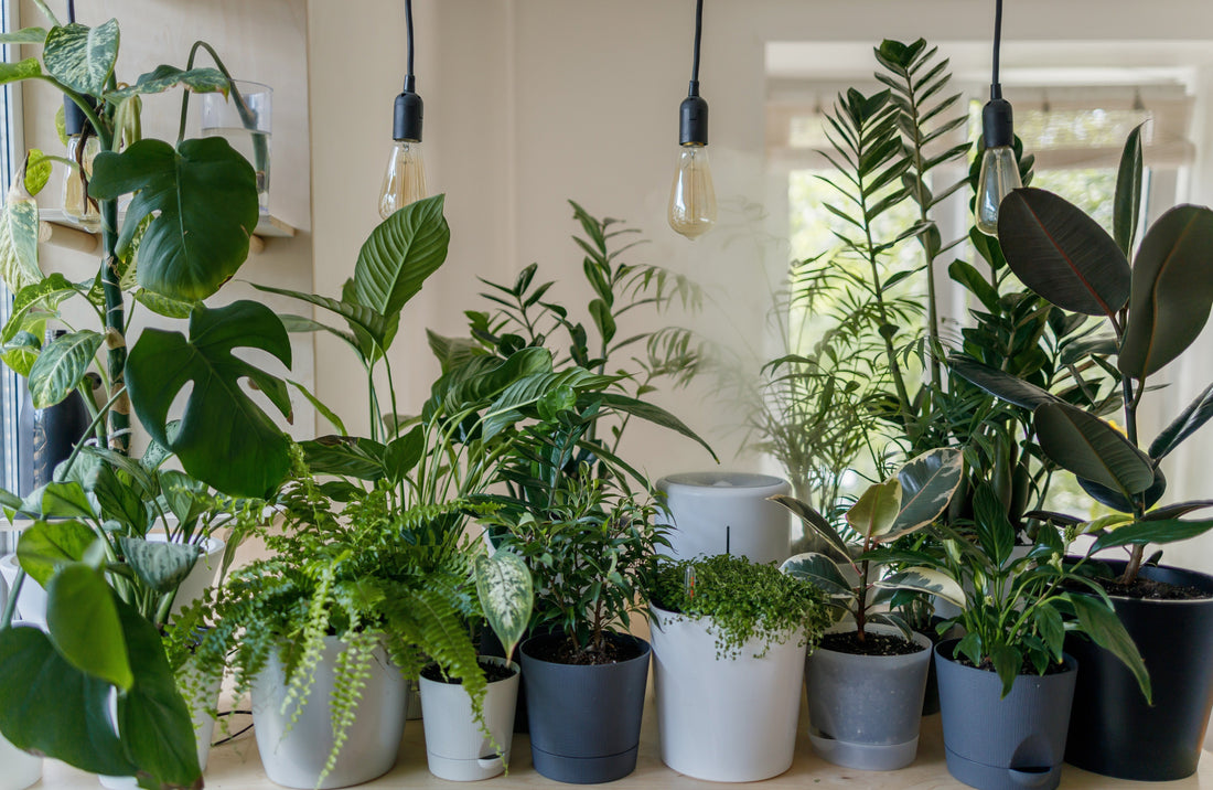 Humidity for House Plants