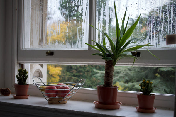 Window Plants