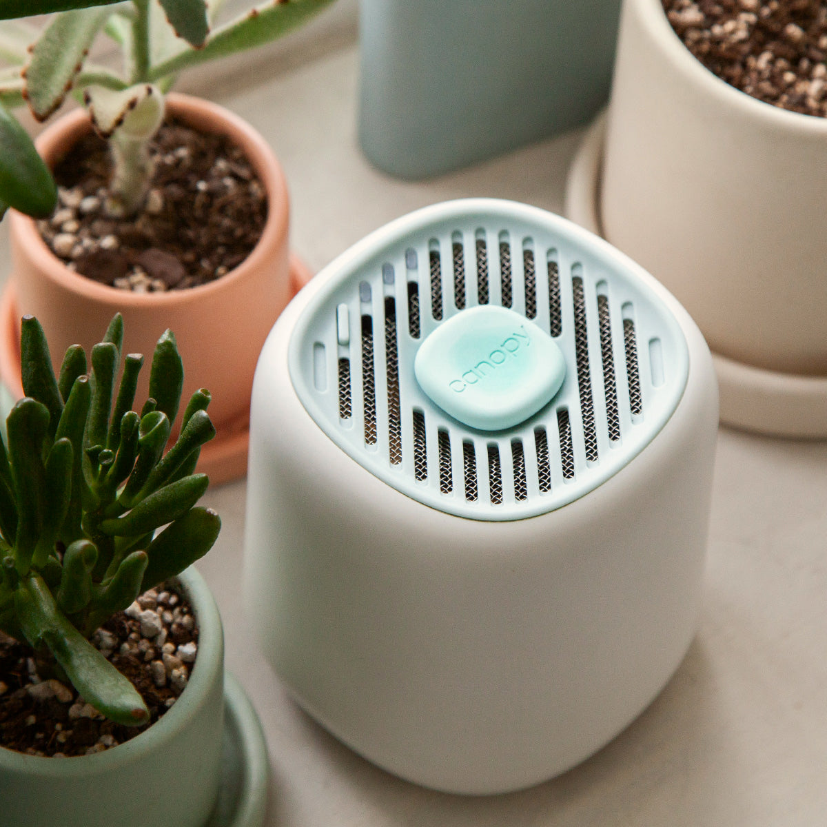 Canopy aroma diffuser with succulents